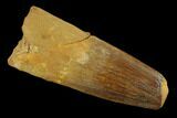 1.94" Spinosaurus Tooth - Real Dinosaur Tooth - #131023-1